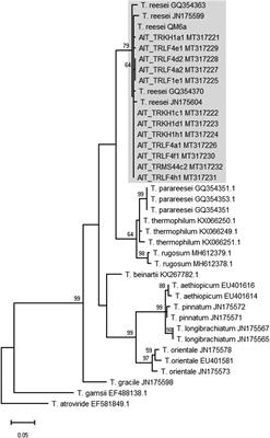 Trichoderma reesei Isolated From Austrian Soil With High Potential for Biotechnological Application